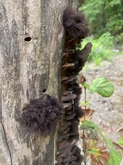 Stemonitis splendens