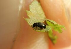 Chrysomelidae