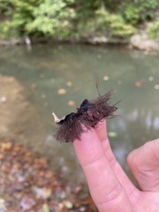 Stemonitis splendens