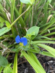 Commelina