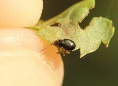 Chrysomelidae