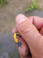 Bombina variegata