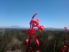 Watsonia