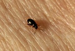 Chrysomelidae