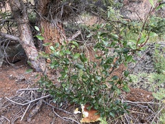 Salix planifolia