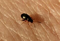 Chrysomelidae