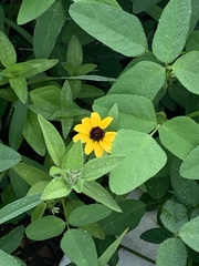Sanvitalia procumbens