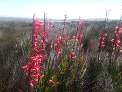 Watsonia