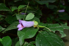 Hemiboea subacaulis