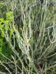 Ephedra
