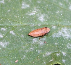 Aphrodes