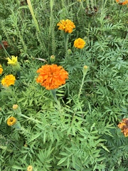 Tagetes