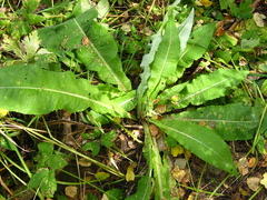Cirsium helenioides
