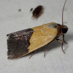 Ponometia semiflava