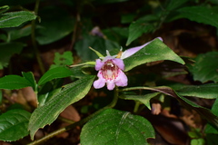 Hemiboea subacaulis