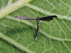 Agdistis adactyla