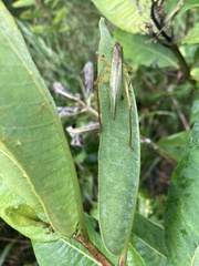 Tettigoniidae