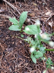 Eurybia schreberi