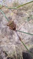 Carpocoris mediterraneus