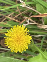 Taraxacum officinale