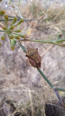 Carpocoris mediterraneus
