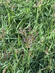 Cyperus