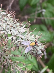 Lucilia