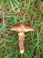 Suillus grevillei