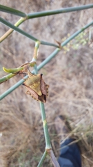 Carpocoris mediterraneus