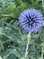 Echinops