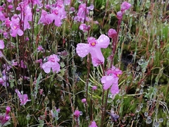 Utricularia multifida