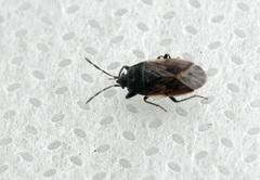 Drymus sylvaticus