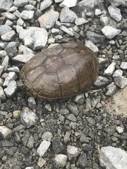 Kinosternon subrubrum