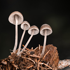Mycena