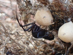Latrodectus tredecimguttatus