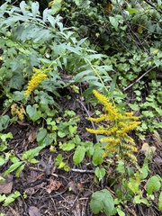 Solidago