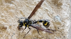 Phimenes flavopictus formosanus