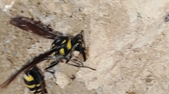 Phimenes flavopictus formosanus