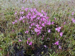 Utricularia multifida