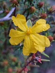Hibbertia