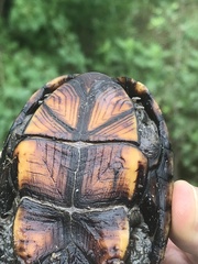 Kinosternon subrubrum