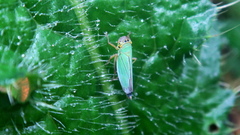 Cicadella viridis
