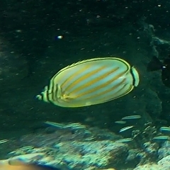 Chaetodon ornatissimus