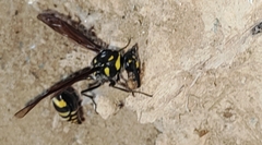 Phimenes flavopictus formosanus