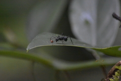Polyrhachis armata