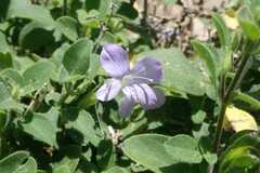 Barleria obtusa