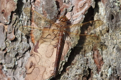 Aeshna grandis