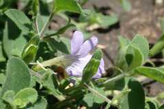 Barleria obtusa