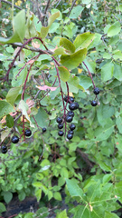 Prunus virginiana