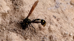 Phimenes flavopictus formosanus